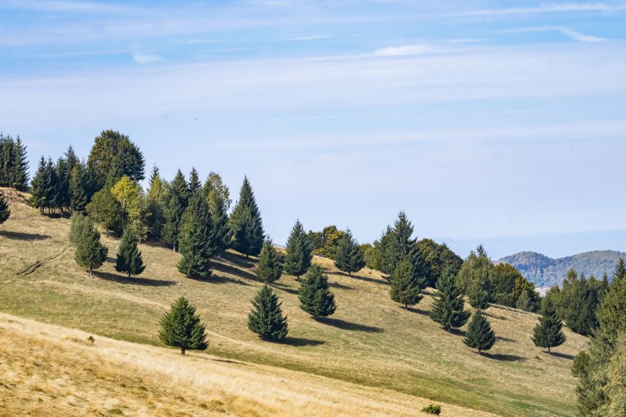 Őszi kirándulás a fenyőfák között