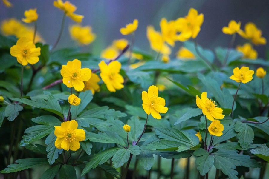 Bogláros szellőrózsa (Anemone ranunculoides)