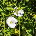 Apró szulák avagy mezei szulák (Convolvulus arvensis)