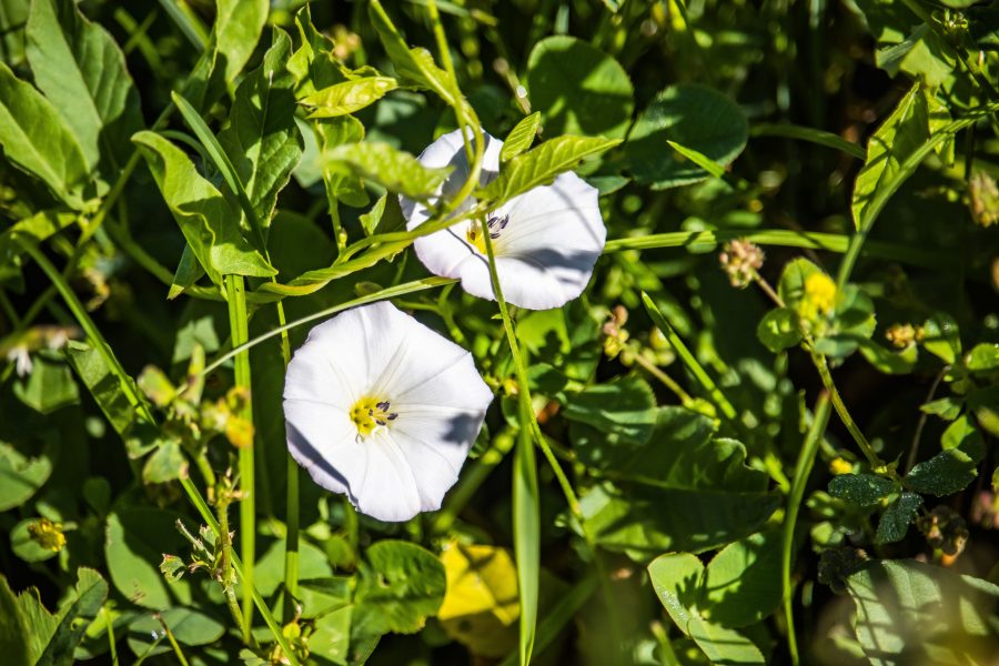 Apró szulák avagy mezei szulák (Convolvulus arvensis)