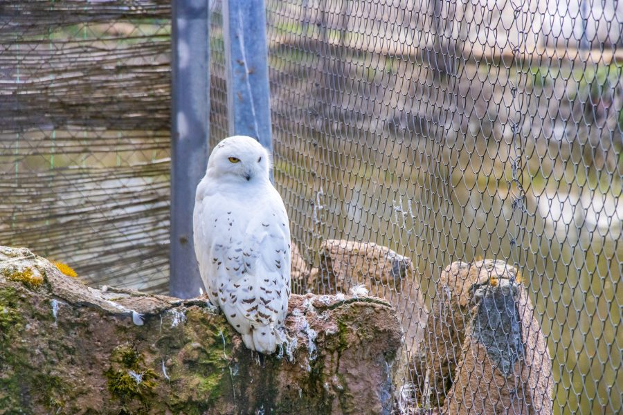 A hópárduc és a hóbagoly ritka állatoknak számítanak ma már