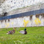 A kacsák találtak egy kis vizgödröt a tópartján, abban lubickolnak
