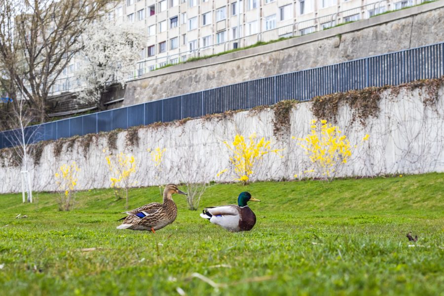 A kacsák találtak egy kis vizgödröt a tópartján, abban lubickolnak