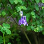 Közönséges harangláb (Aquilegia vulgaris)