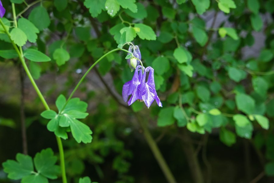 Közönséges harangláb (Aquilegia vulgaris)