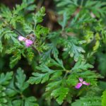 Nehézszagú gólyaorr (Geranium robertianum)