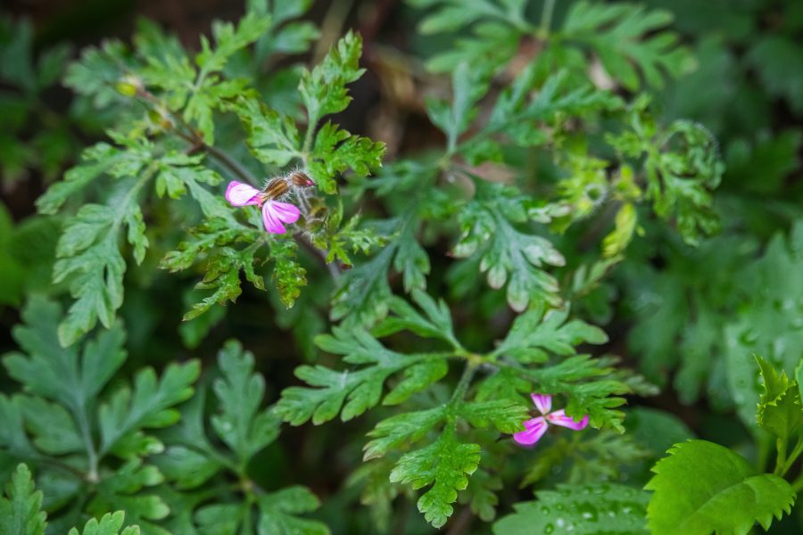Nehézszagú gólyaorr (Geranium robertianum)