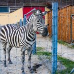 Több mint 380 állat 110 fajból, évi 270 ezer látogatóval lehet számolni Brassóban